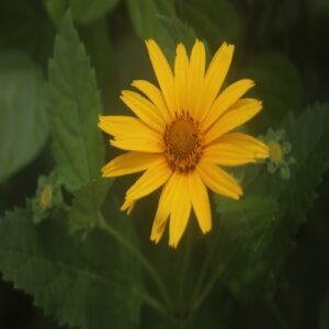 クマノギクの花