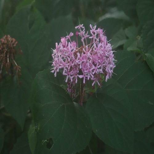ボタンクサギの花
