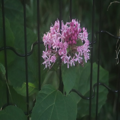 ボタンクサギの花
