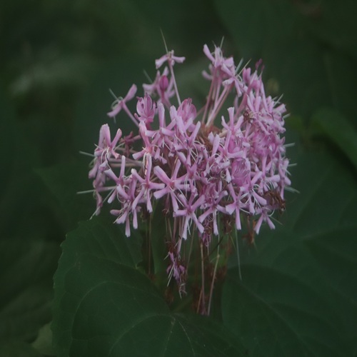ボタンクサギの花