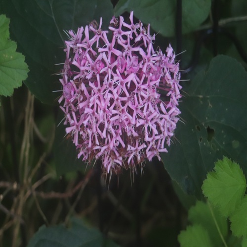 ボタンクサギの花