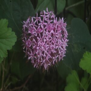 ボタンクサギの花