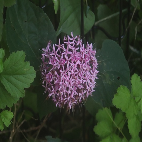 ボタンクサギの花