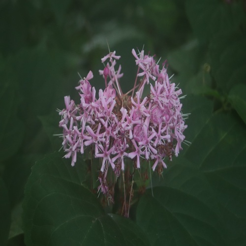 ボタンクサギの花