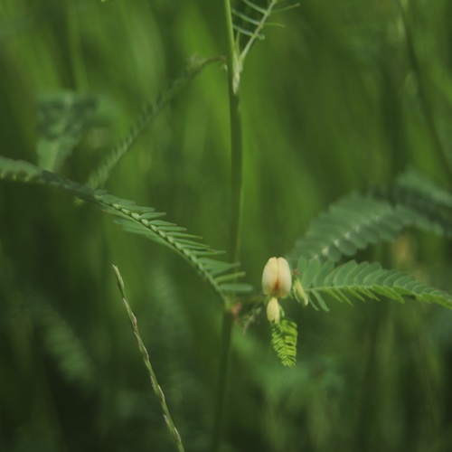 クサネムの花