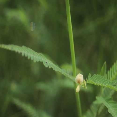 クサネムの花