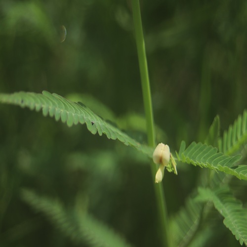 クサネムの花