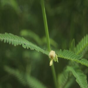 クサネムの花