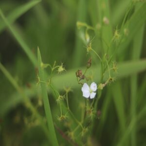 イシモチソウの花