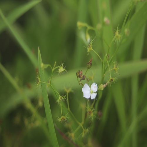イシモチソウの花