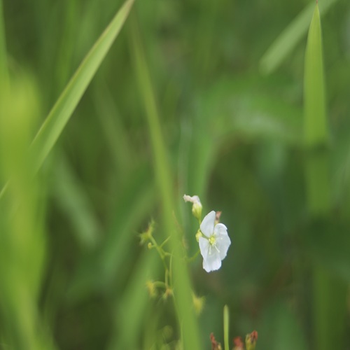イシモチソウの花