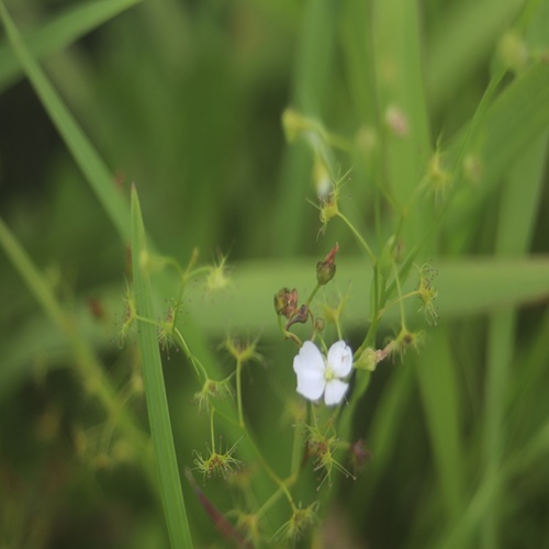 イシモチソウの花
