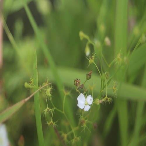 イシモチソウの花
