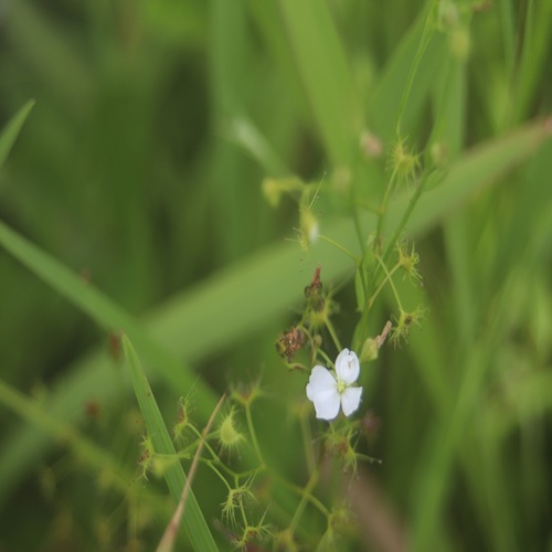 イシモチソウの花
