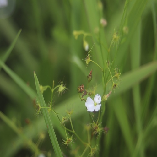 イシモチソウの花