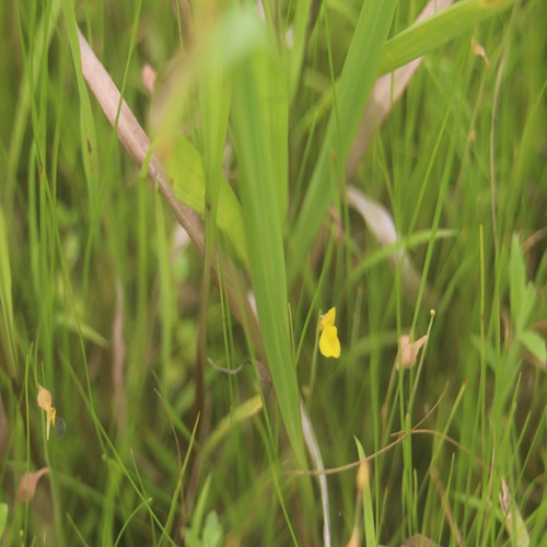 ミミカキグサの花
