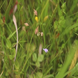 ホザキノミミカキグサの花