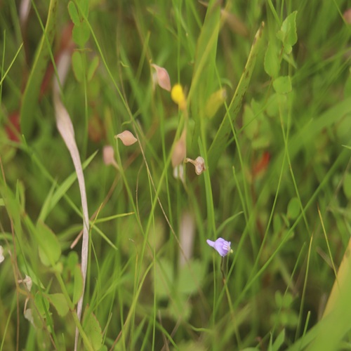 ホザキノミミカキグサの花