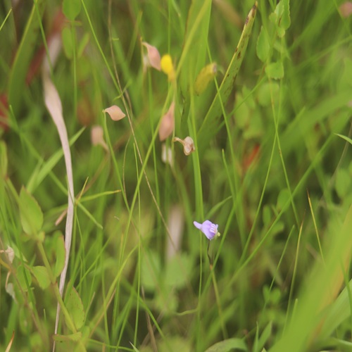 ホザキノミミカキグサの花