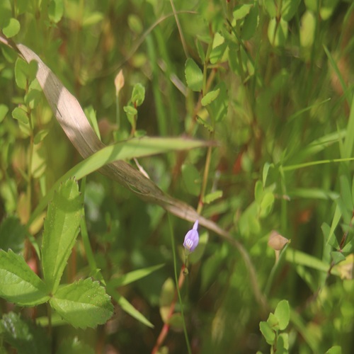 ホザキノミミカキグサの花