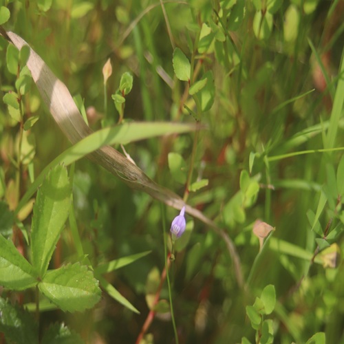 ホザキノミミカキグサの花