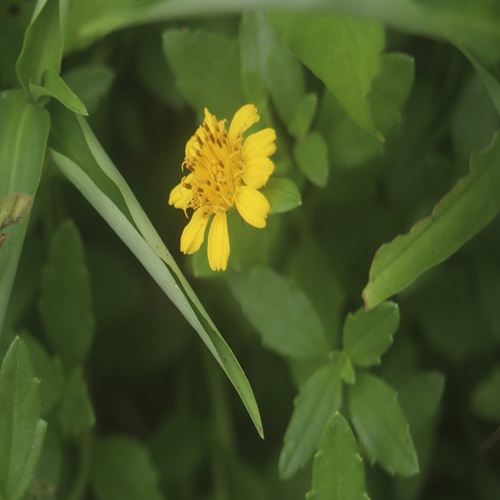 ネコノシタの花