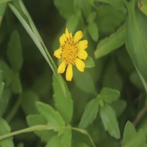 ネコノシタの花