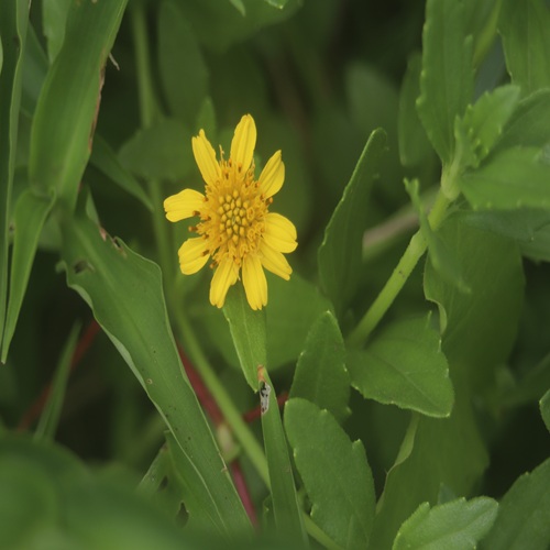 ネコノシタの花