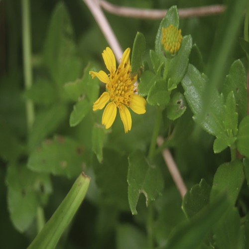 ネコノシタの花