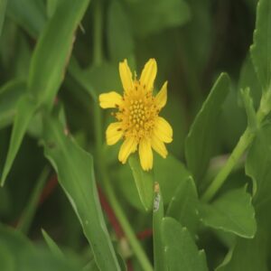 ネコノシタの花