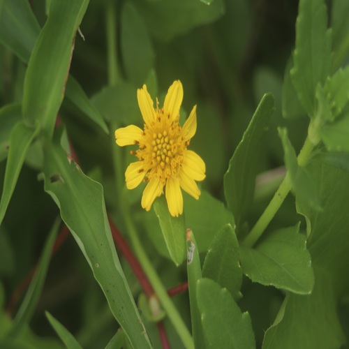 ネコノシタの花