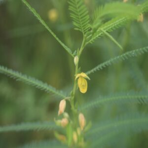 カワラケツメイの花
