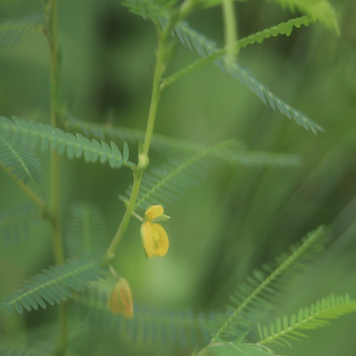 カワラケツメイの花