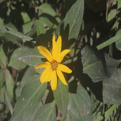 キクイモの花