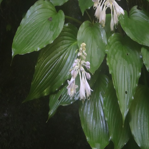 イワギボウシの花
