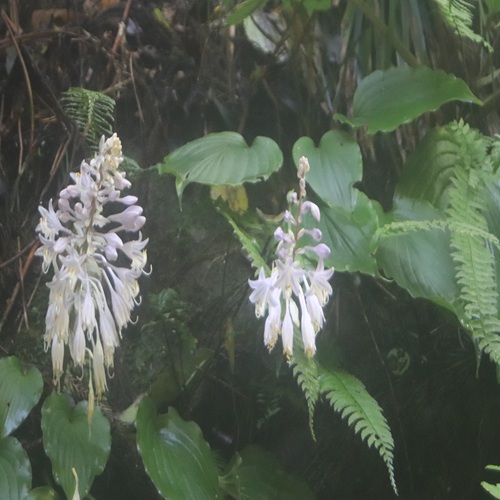 イワギボウシの花