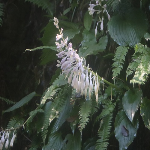 イワギボウシの花