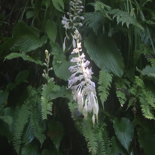 イワギボウシの花