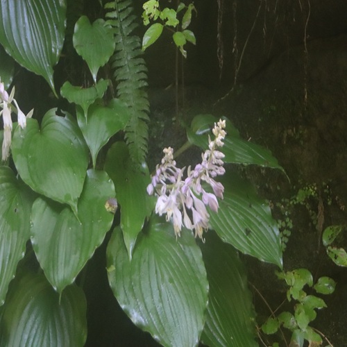 イワギボウシの花