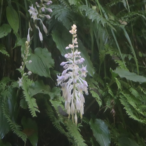 イワギボウシの花
