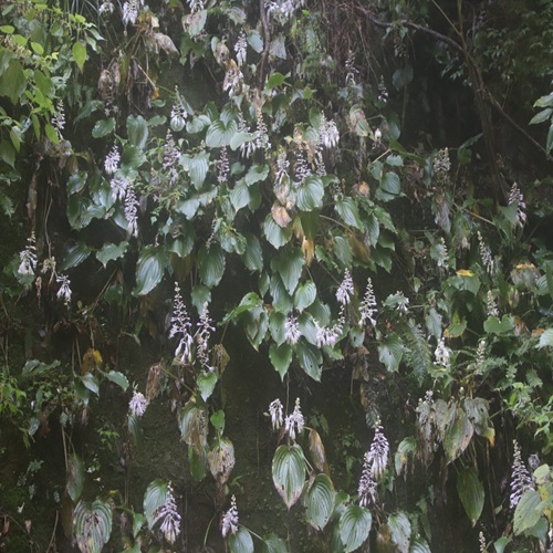 イワギボウシの花の群落