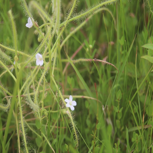ナガバノイシモチソウの花