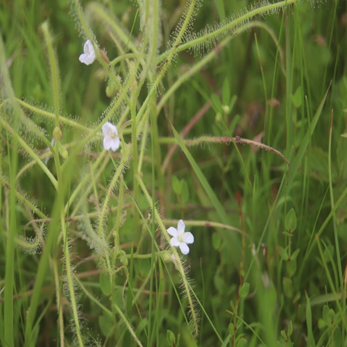 ナガバノイシモチソウの花