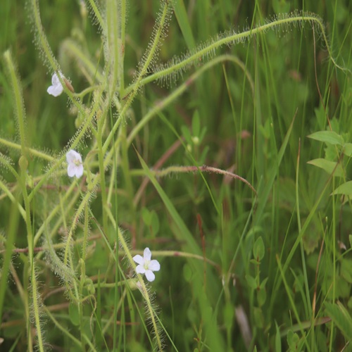 ナガバノイシモチソウの花
