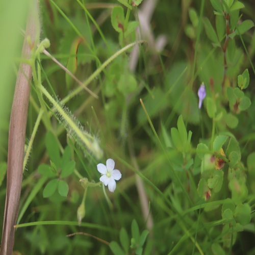 ナガバノイシモチソウの花