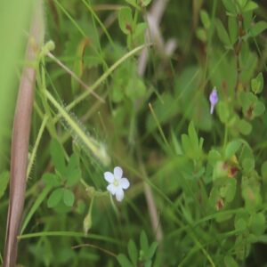 ナガバノイシモチソウの花