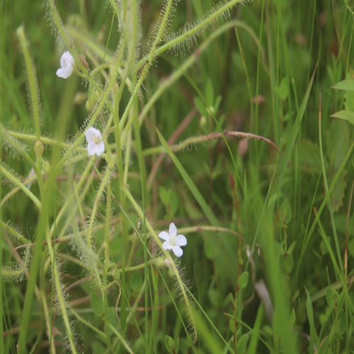 ナガバノイシモチソウの花