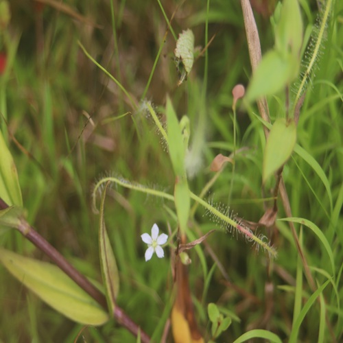 ナガバノイシモチソウの花