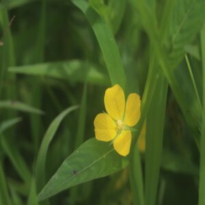 ヒレタゴボウの花