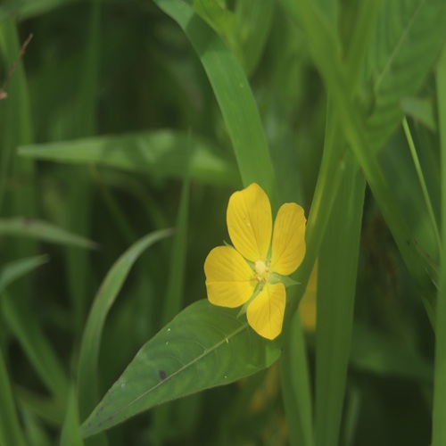 ヒレタゴボウの花